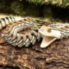Serpent articulé 3D vipère réaliste beigenoir, motifs écailles et sonnette.